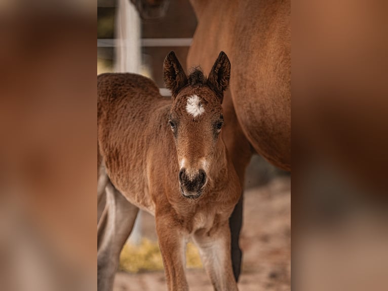 Cheval Curly Étalon 2 Ans 154 cm Bai in Thedinghausen