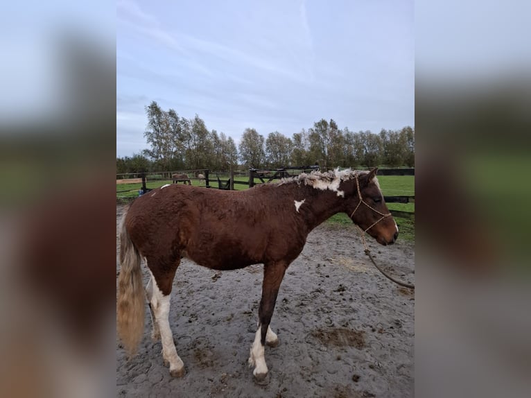 Cheval Curly Étalon 3 Ans 135 cm  in GROTE-BROGEL