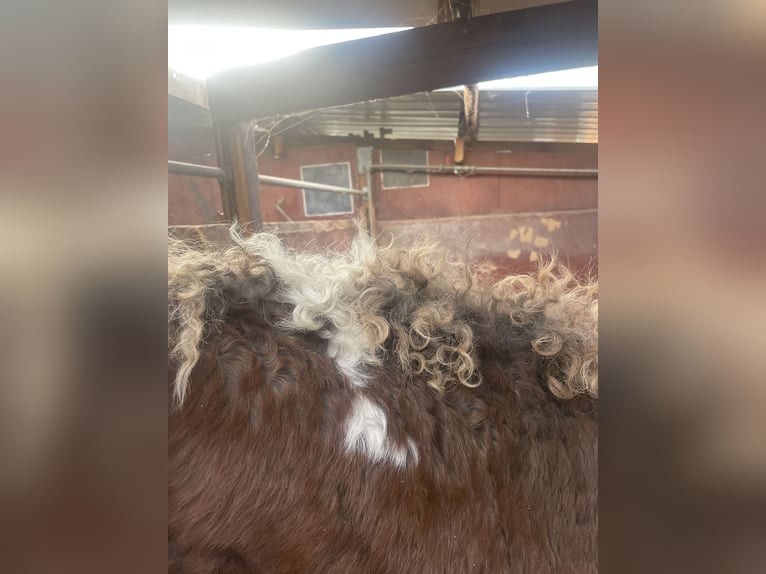 Cheval Curly Étalon 3 Ans 135 cm  in GROTE-BROGEL