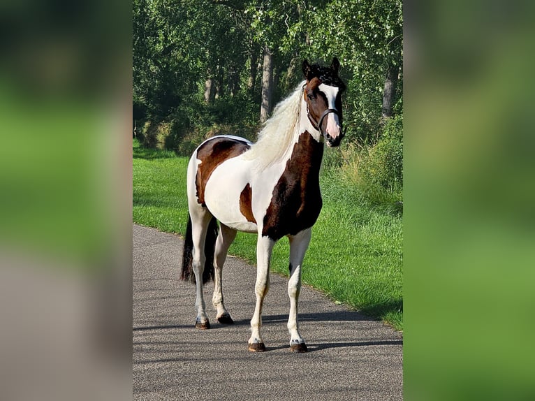 Cheval Curly Étalon 3 Ans 145 cm Pinto in Wijdewormer