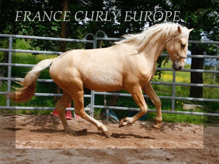 Cheval Curly Étalon 3 Ans 150 cm Palomino in FRANCE