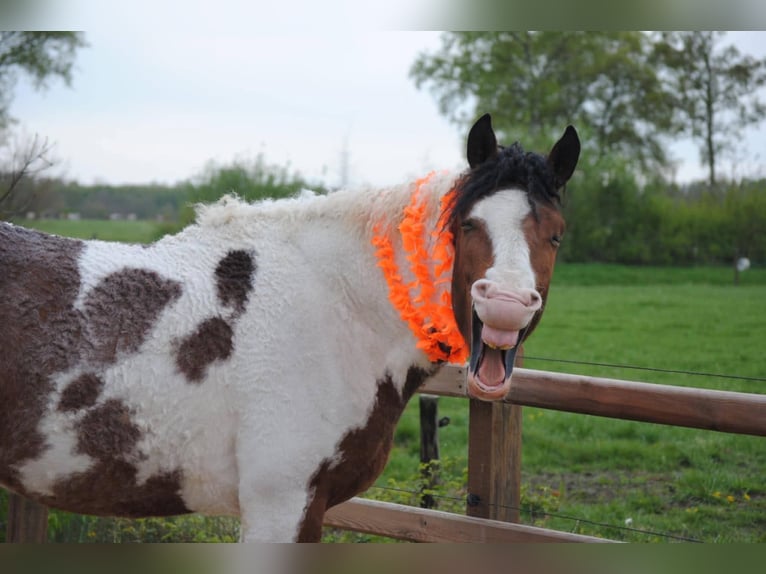 Cheval Curly Étalon 3 Ans 162 cm Pinto in Ruinen