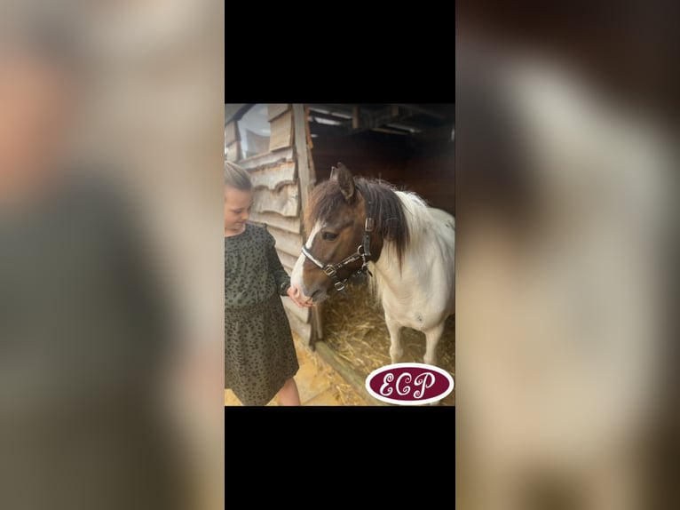 Cheval Curly Étalon 5 Ans 97 cm Tobiano-toutes couleurs in Wellen