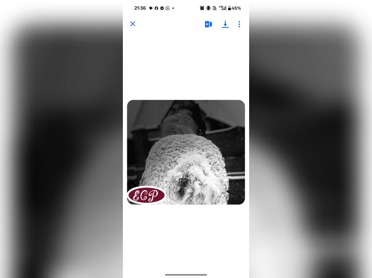 Cheval Curly Étalon 5 Ans 97 cm Tobiano-toutes couleurs in Wellen