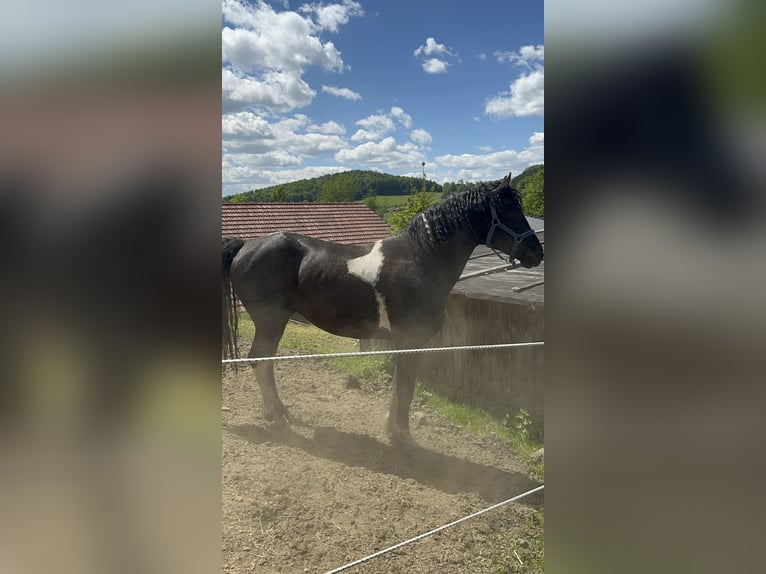 Cheval Curly Étalon 7 Ans 155 cm Tobiano-toutes couleurs in Freyung