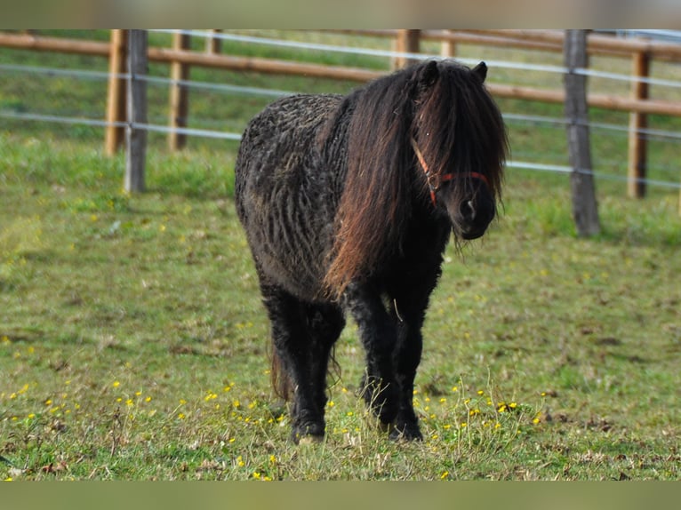 Cheval Curly Étalon 8 Ans 109 cm Noir in GAAS