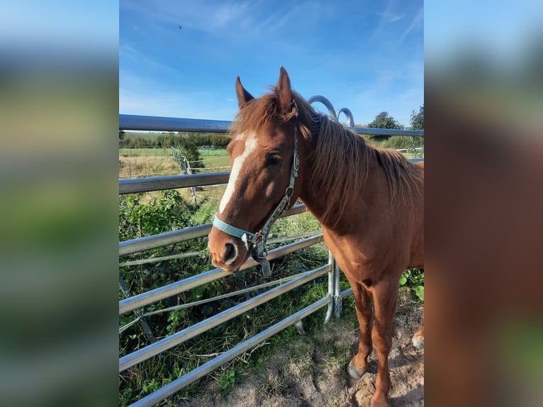 Cheval Curly Étalon 8 Ans 150 cm Alezan in Schönwalde am Bungsberg