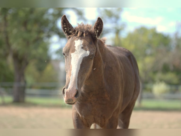 Cheval Curly Étalon Poulain (05/2026) 150 cm Noir in Phalsbourg