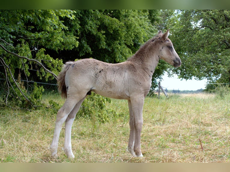 Cheval Curly Étalon Poulain (05/2026) 150 cm Noir in Phalsbourg