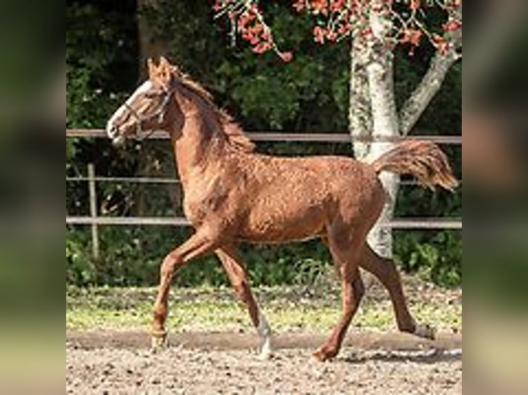 Cheval Curly Étalon Poulain (06/2024) 150 cm Rouan Bleu in Skærbæk