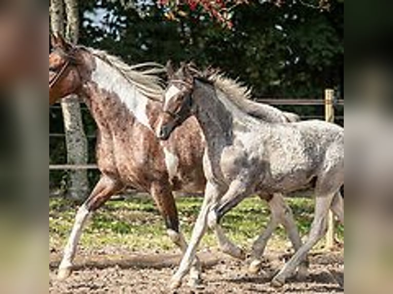 Cheval Curly Étalon Poulain (06/2024) 150 cm Rouan Bleu in Skærbæk