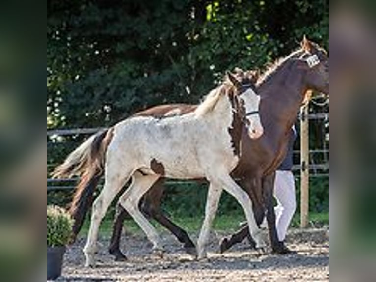 Cheval Curly Étalon Poulain (06/2024) 150 cm Rouan Bleu in Skærbæk