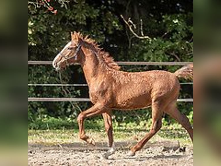 Cheval Curly Étalon Poulain (06/2024) 150 cm Rouan Bleu in Skærbæk