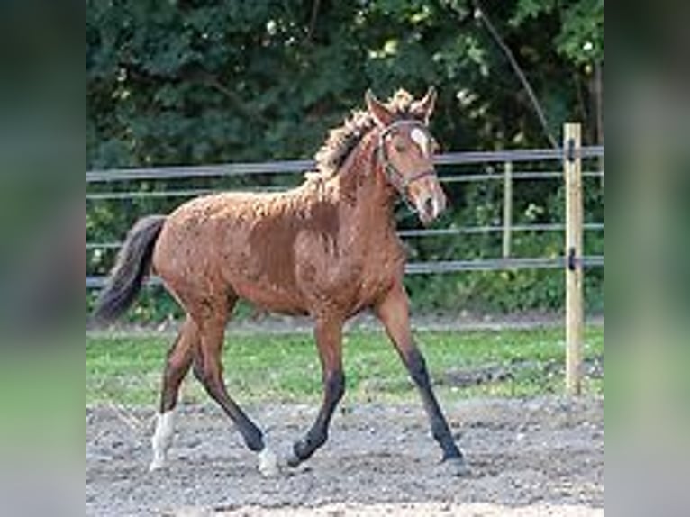 Cheval Curly Étalon Poulain (06/2024) 150 cm Rouan Bleu in Skærbæk