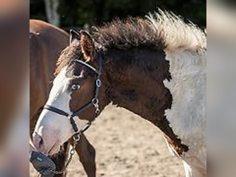 Cheval Curly Étalon Poulain (06/2024) 150 cm Rouan Bleu in Skærbæk