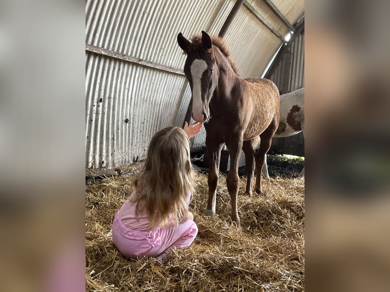 Cheval Curly Étalon Poulain (06/2024) 150 cm Rouan Bleu in Skærbæk