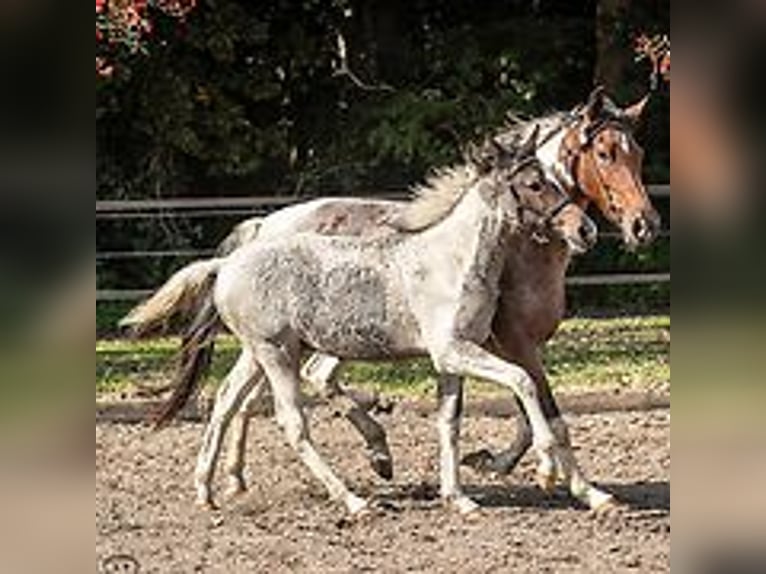 Cheval Curly Étalon Poulain (06/2024) 150 cm Rouan Bleu in Skærbæk