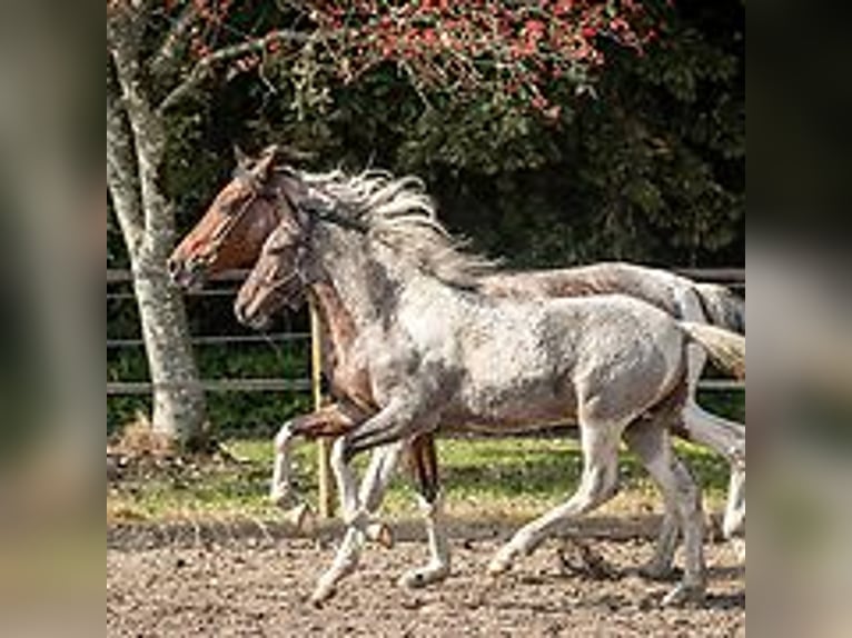 Cheval Curly Étalon Poulain (06/2024) 150 cm Rouan Bleu in Skærbæk