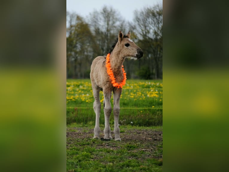 Cheval Curly Étalon Poulain (04/2026) 155 cm Grullo in Ruinen