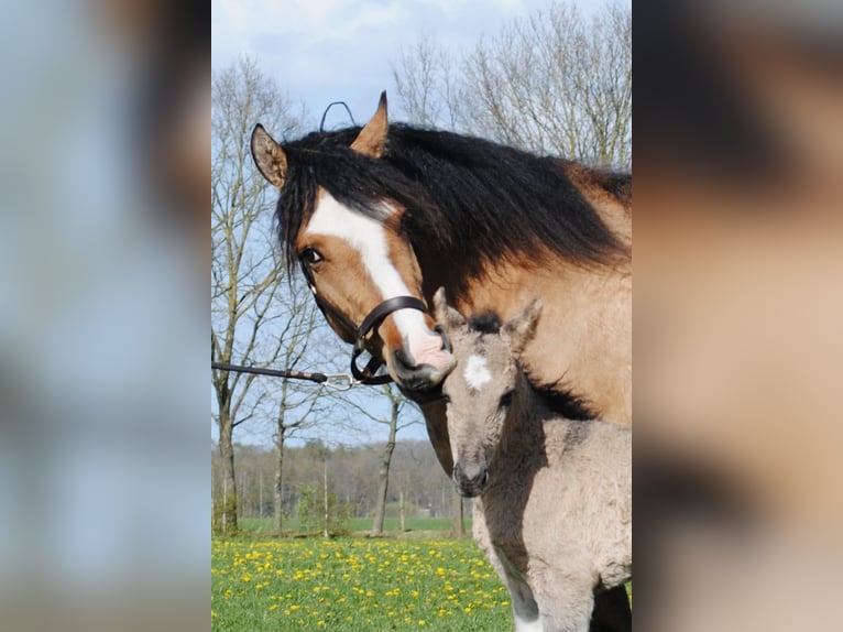 Cheval Curly Étalon Poulain (04/2026) 155 cm Grullo in Ruinen