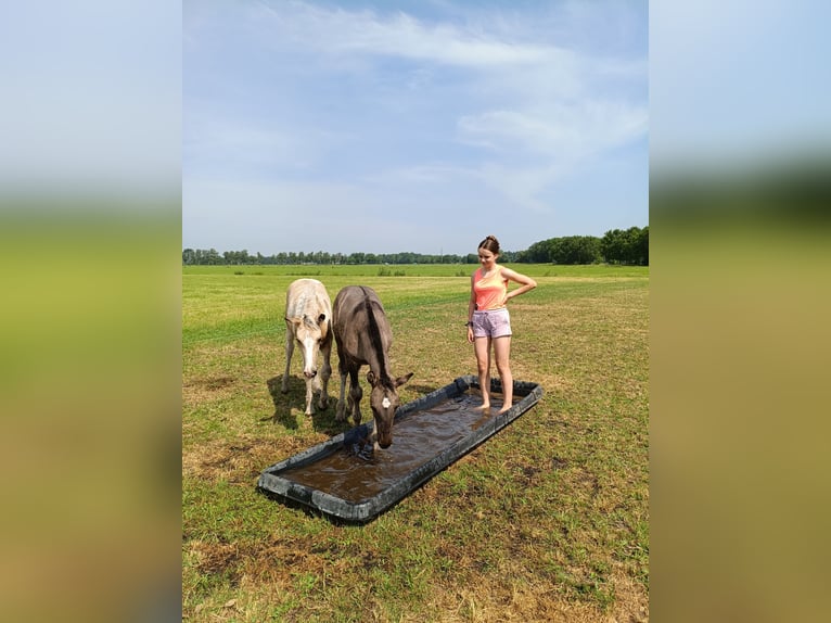 Cheval Curly Étalon Poulain (04/2026) 158 cm Grullo in Ruinen