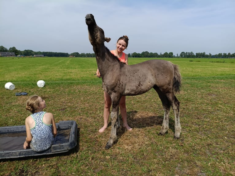Cheval Curly Étalon Poulain (04/2026) 158 cm Grullo in Ruinen