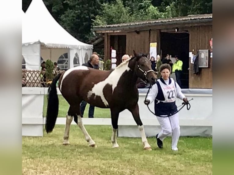 Cheval Curly Étalon Tobiano-toutes couleurs in Bern