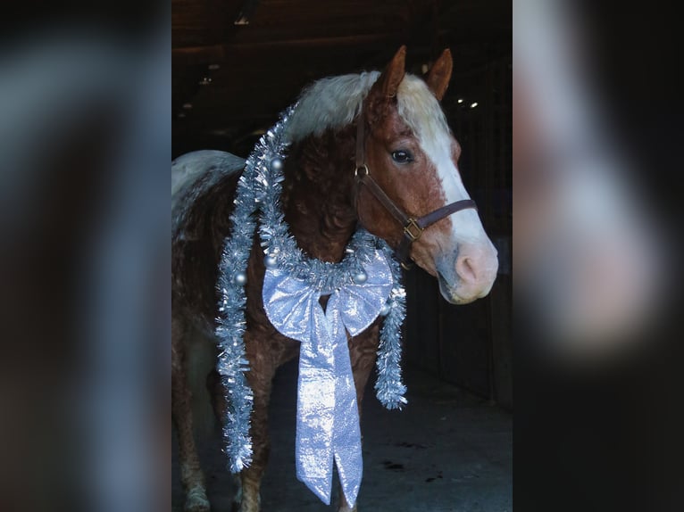 Cheval Curly Croisé Hongre 10 Ans 163 cm Alezan cuivré in Mount Vernon