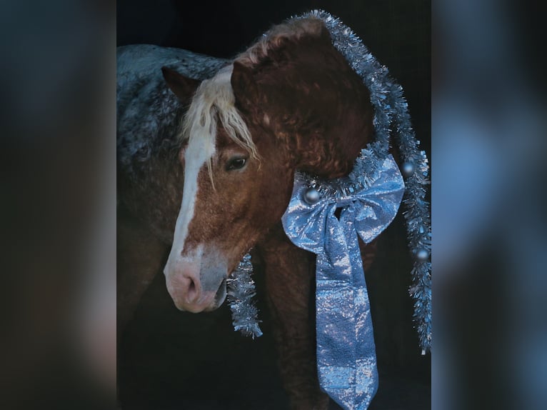 Cheval Curly Croisé Hongre 10 Ans 163 cm Alezan cuivré in Mount Vernon