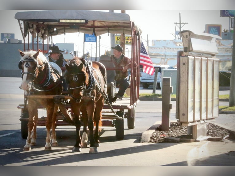 Cheval Curly Croisé Hongre 11 Ans 163 cm Alezan cuivré in Mount Vernon