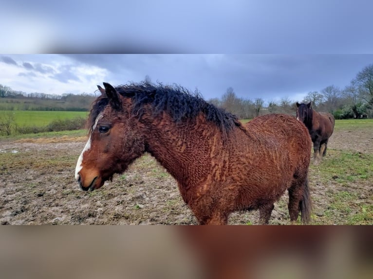 Cheval Curly Hongre 13 Ans 140 cm Bai in Vérac