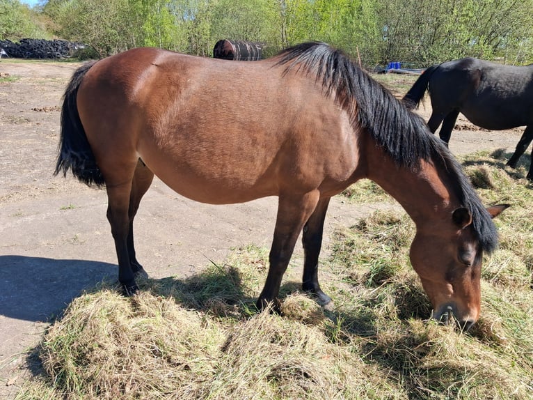 Cheval Curly Hongre 1 Année 150 cm Tobiano-toutes couleurs in Vellahn