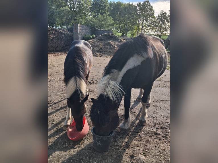 Cheval Curly Hongre 1 Année 150 cm Tobiano-toutes couleurs in Vellahn