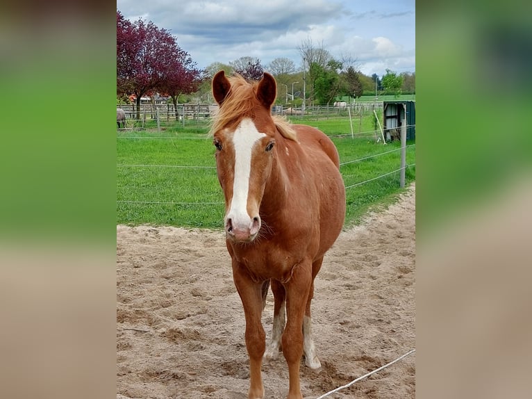 Cheval Curly Hongre 2 Ans 140 cm Léopard in Wageningen