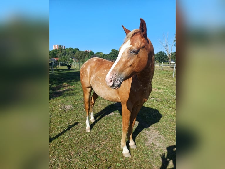 Cheval Curly Hongre 2 Ans 140 cm Léopard in Wageningen