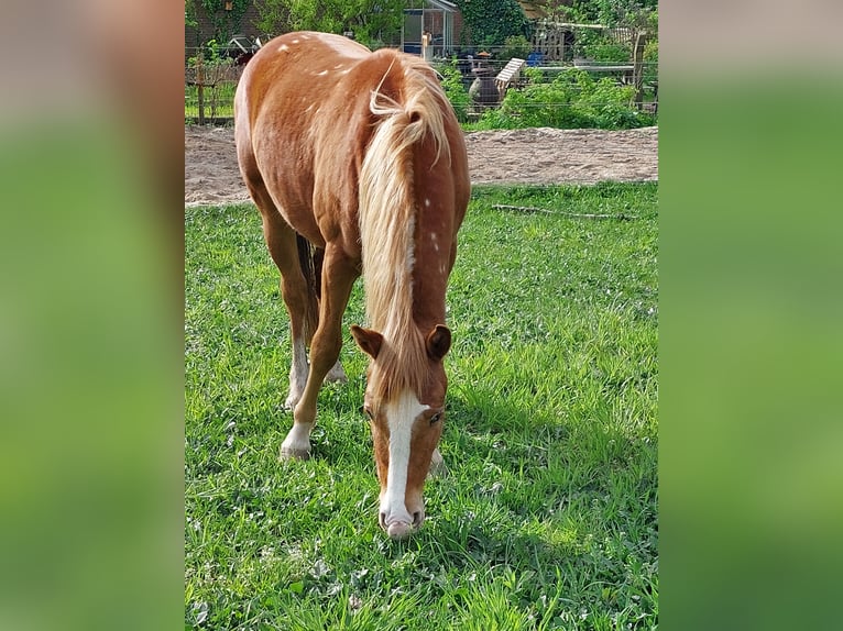 Cheval Curly Hongre 2 Ans 140 cm Léopard in Wageningen