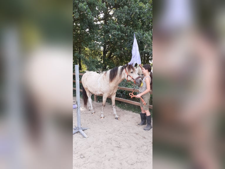 Cheval Curly Hongre 2 Ans 142 cm Isabelle in Ruinen