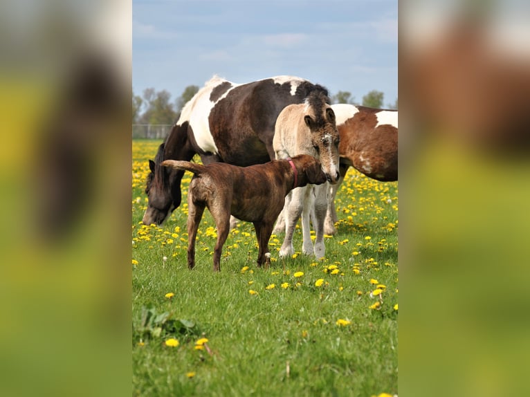 Cheval Curly Hongre 2 Ans 145 cm Buckskin in ruinen