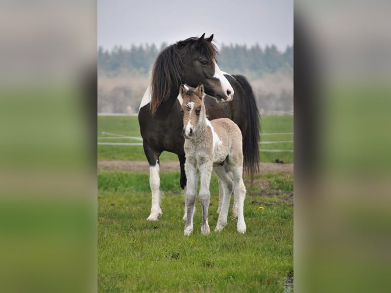 Cheval Curly Hongre 2 Ans 145 cm Buckskin in ruinen