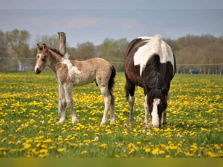 Cheval Curly Hongre 2 Ans 145 cm Buckskin in ruinen