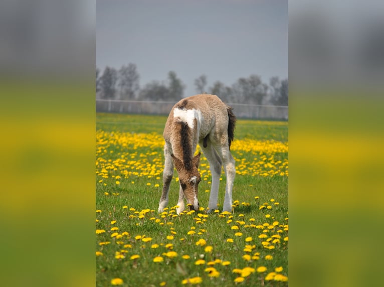 Cheval Curly Hongre 2 Ans 145 cm Buckskin in ruinen