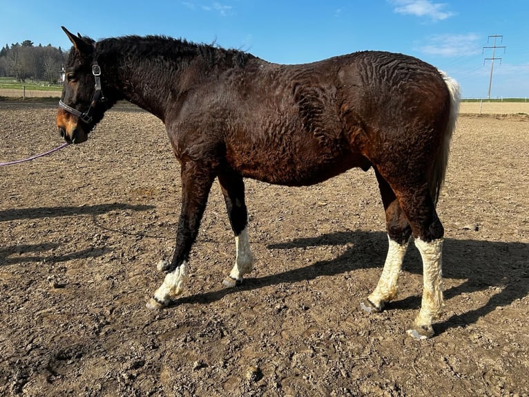 Cheval Curly Hongre 2 Ans 163 cm Bai in Düdingen