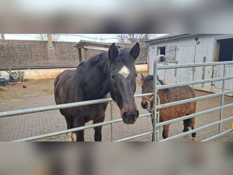 Cheval Curly Hongre 3 Ans 120 cm Bai brun in Absberg