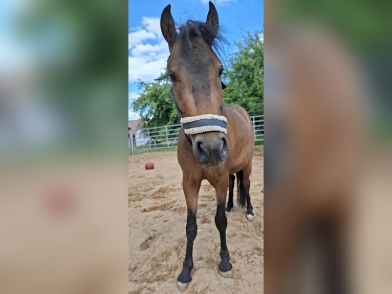 Cheval Curly Hongre 3 Ans 120 cm Bai brun in Absberg