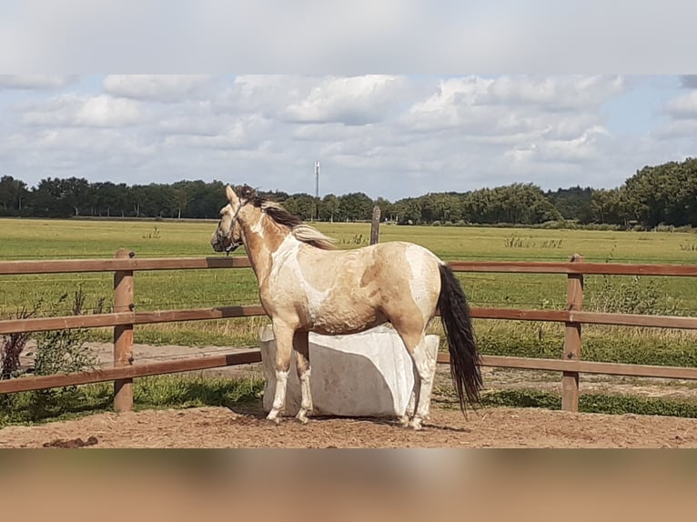 Cheval Curly Hongre 3 Ans 142 cm Isabelle in Ruinen