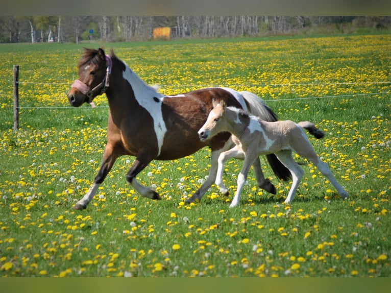 Cheval Curly Hongre 3 Ans 142 cm Isabelle in Ruinen