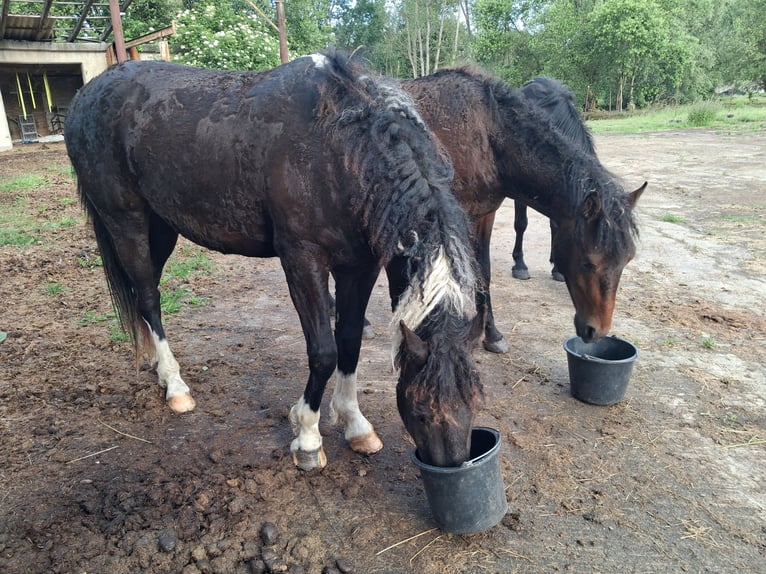 Cheval Curly Hongre 3 Ans 150 cm Tobiano-toutes couleurs in Vellahn
