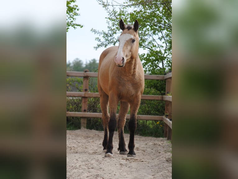 Cheval Curly Hongre 3 Ans 152 cm Buckskin in Ruinen