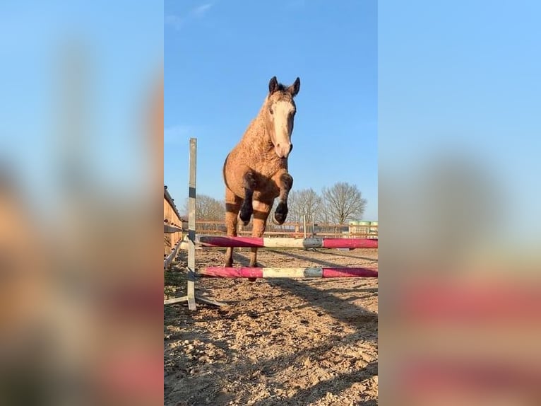 Cheval Curly Hongre 3 Ans 152 cm Buckskin in Ruinen