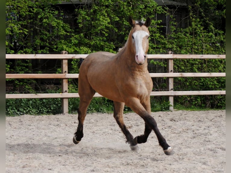 Cheval Curly Hongre 3 Ans 152 cm Buckskin in Ruinen